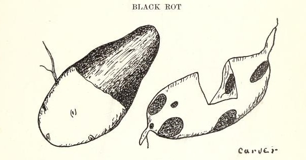 Cut 5.jpg