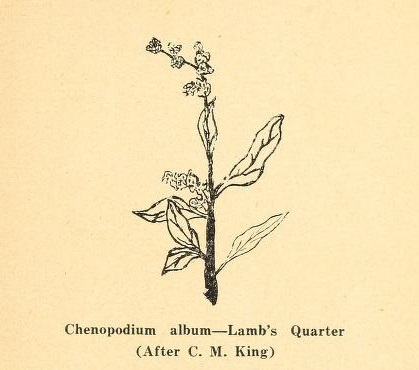 Lamb's Quarter.jpg