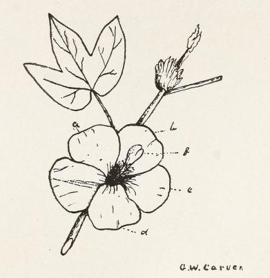 Cotton Growing for Rural Schools 6.jpg