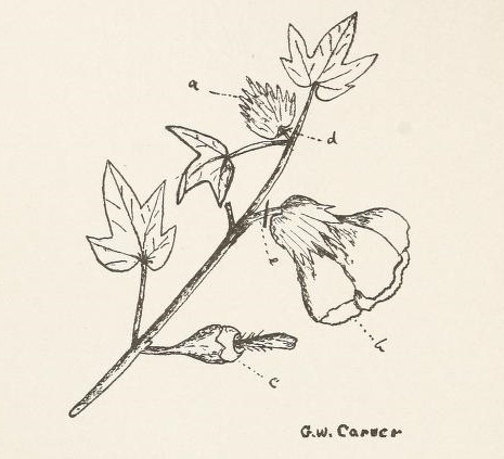 Cotton Growing for Rural Schools 4.jpg