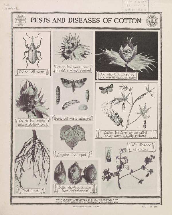 Pests and Diseases of Cotton.jpg