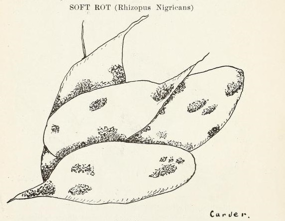 Cut 6.jpg