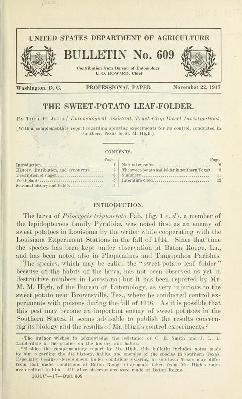 Sweet-Potato Leaf Folder 1.jpg