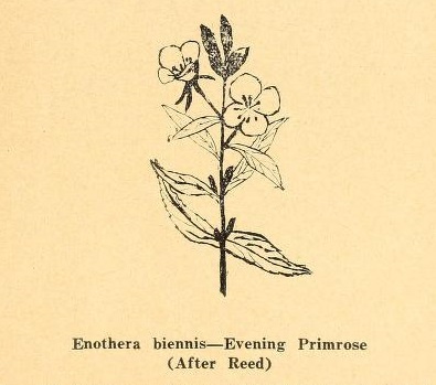 Evening Primrose.jpg