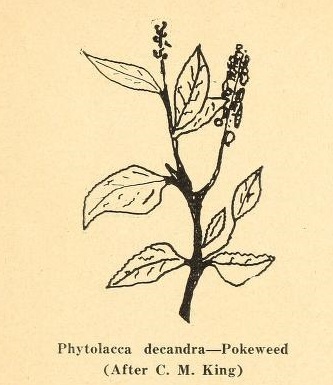 Pokeweed.jpg