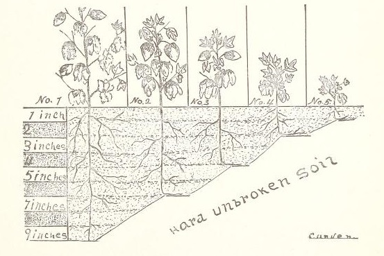 Cotton Growing for Rural Schools 2.jpg