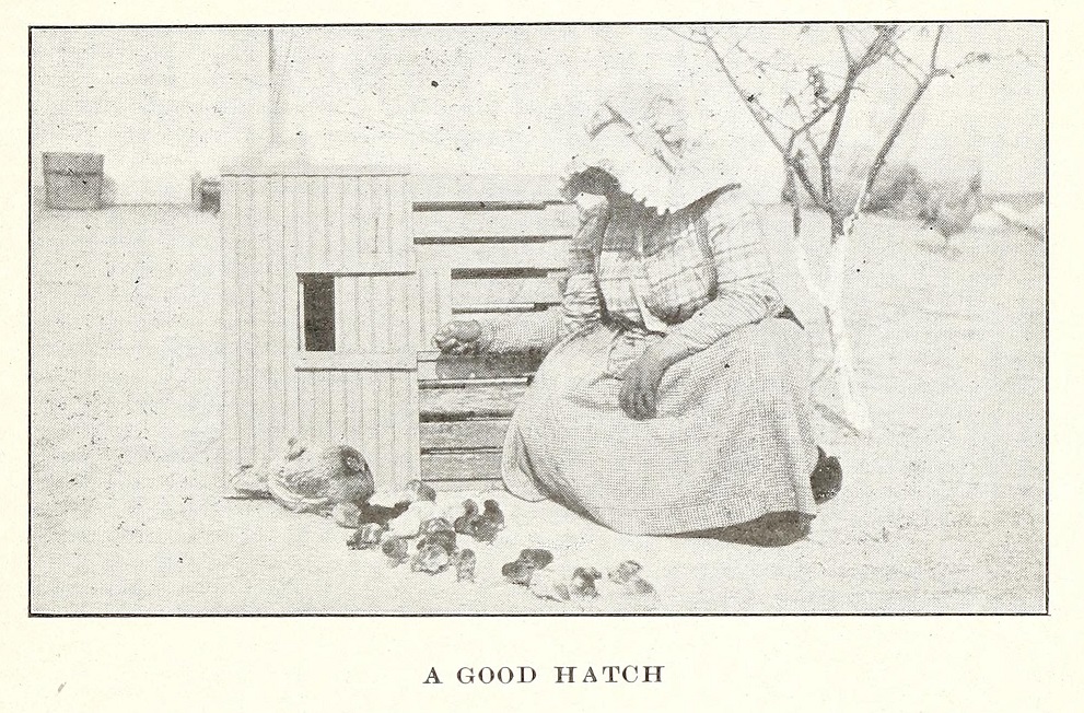 Woman with chicks and henhouse