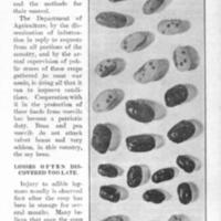 Bean and Pea Weevils 3.jpg