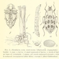 Southern Corn Root-Worm.jpg