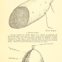 Possibilities of the Sweet Potato in Macon County, Alabama 5.jpg