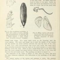 Sweet-Potato Leaf Folder 4.jpg