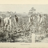 Cotton Growing on Sandy Upland Soils 4.jpg