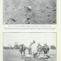 Soils of the Prairie Regions of Alabama Illustration 2.jpg
