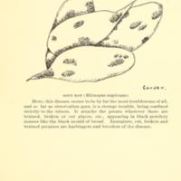 Possibilities of the Sweet Potato in Macon County, Alabama 3.jpg