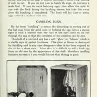 Preserving Eggs 6.jpg