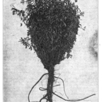 Growing Alfalfa plant.jpg