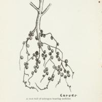 Some Possibilities of the Cow Pea in Macon County, Alabama 3.jpg