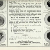 Preserving Eggs 3.jpg