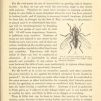 Corn Root-Worms 5.jpg