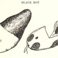 Cut 5.jpg
