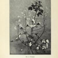 Lessons on cotton for the Rural Common Schools  2.jpg