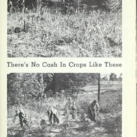 The Cotton and Tobacco South 8.jpg