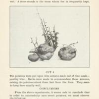 Saving the Sweet Potato Crop 6.jpg