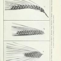 The identification of varieties of barley Figure 1.jpg