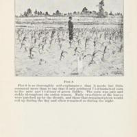 Increasing the Yield of Corn 4.jpg