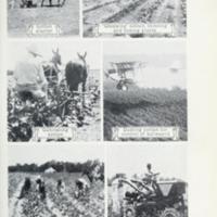 Facts About Cotton 2.jpg