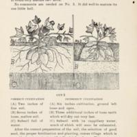 How to Make Cotton Growing Pay 4.jpg