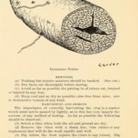 Possibilities of the Sweet Potato in Macon County, Alabama 4.jpg