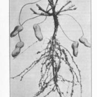 Peanut Growing for Profit Plant.jpg