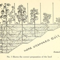 How the Farmer Can Save His Sweet Potatoes 2.jpg