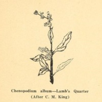 Lamb's Quarter.jpg