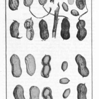Peanut Growing for Profit Chart.jpg