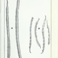 Cow Pea History 15.jpg