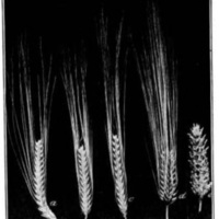 barley.jpg