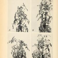 Pruning and Training Tomatoes in the South 2.jpg