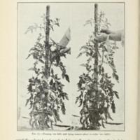 Gardening Instructions for Club Members 12.jpg
