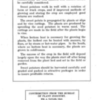 Sweet Potato Growing Introduction.jpg