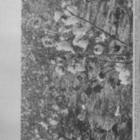 Soil Defense in the South 1.jpg