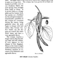 Beans, Peas, and Other Legumes as Food Cowpea.jpg