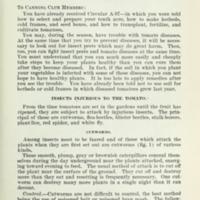 Insect Enemies and Diseases of the Tomato 2.jpg