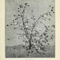 Lessons on cotton for the Rural Common Schools 3.jpg
