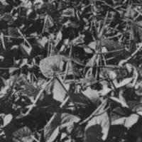 Cowpeas Utilization Back Cover.jpg