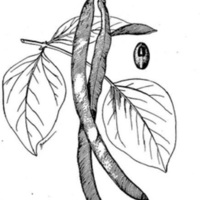 Beans, Peas, and Other Legumes as Food Cowpea Illustration.jpg