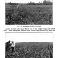 Legume Hays for Milk Production 5.jpg