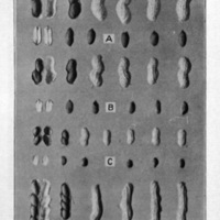 The Peanut Chart.jpg
