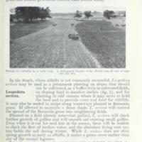 Legumes in Soil Conservation Practices 2.jpg